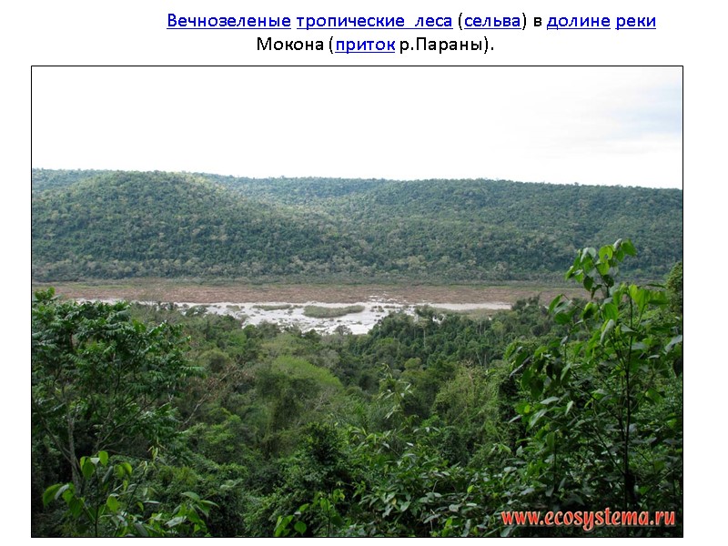 Вечнозеленые тропические  леса (сельва) в долине реки Мокона (приток р.Параны).